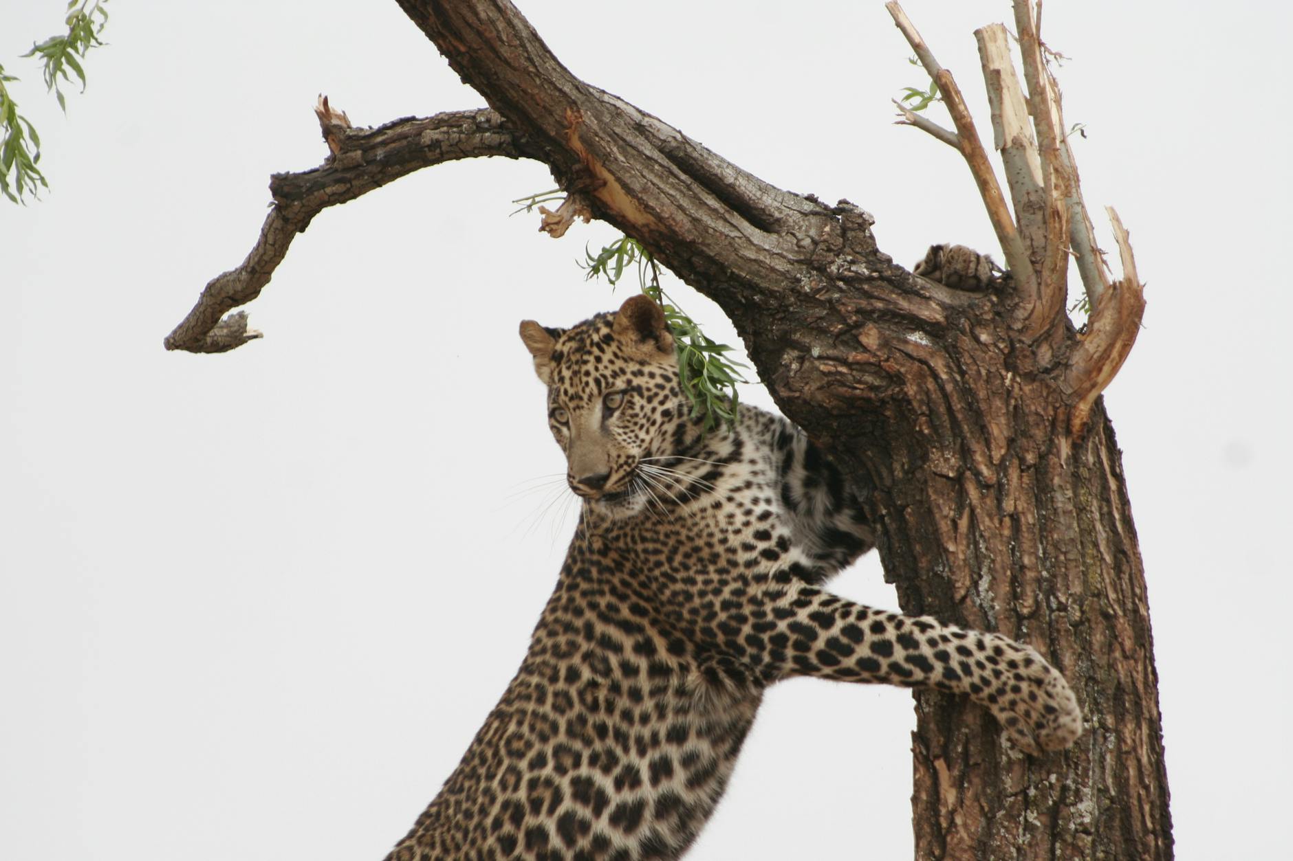 Leopard resting in a tree on safari in Zambia