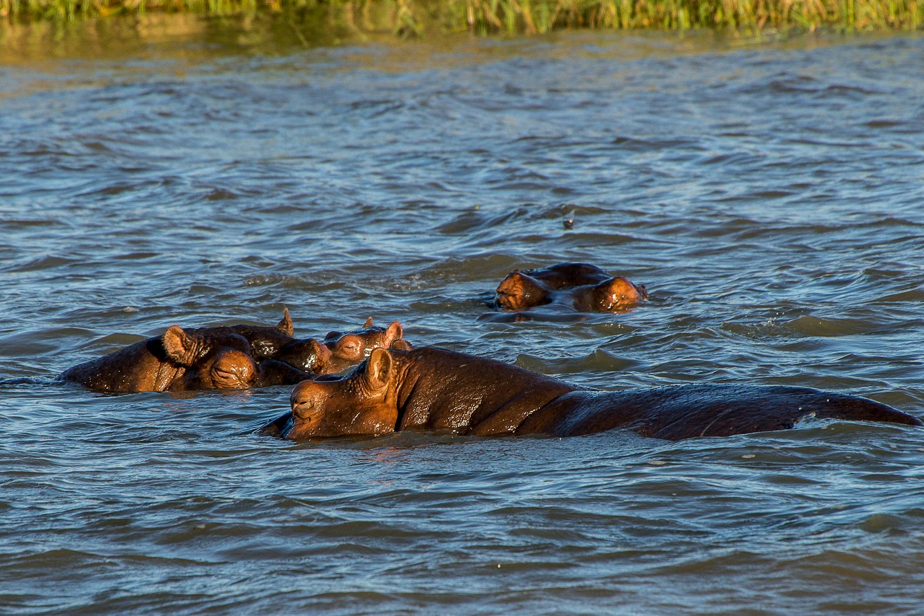 Hippopotamuses in the Zambezi River in Zambia