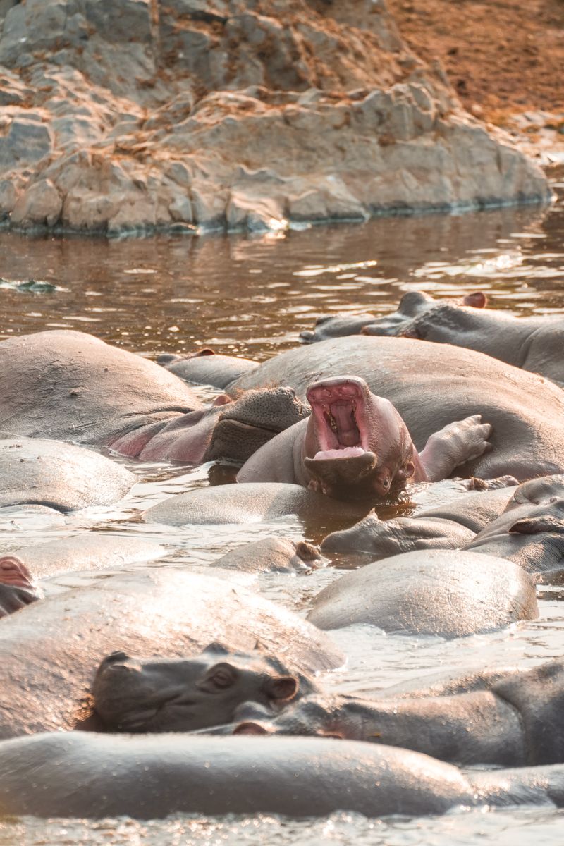St Lucia estuary with hippos and the wide lake system in Zululand