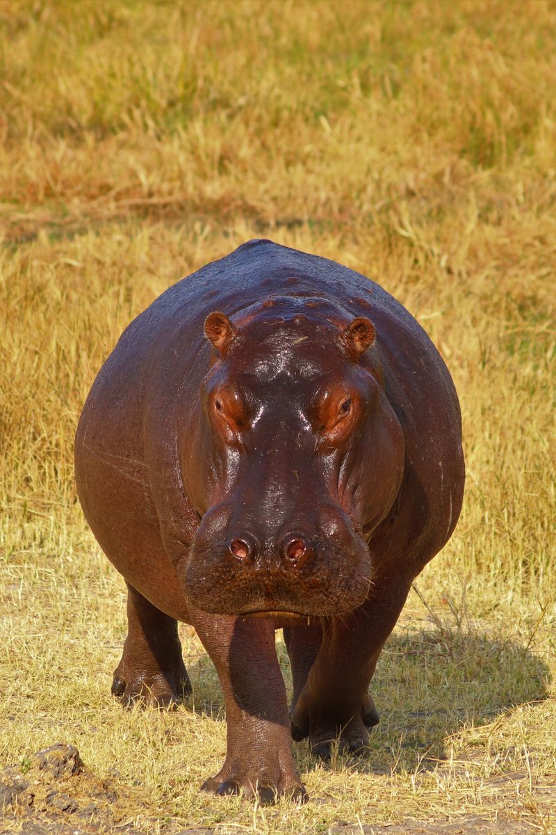 Hippo crossing the main street of St Lucia town at dusk in Zululand
