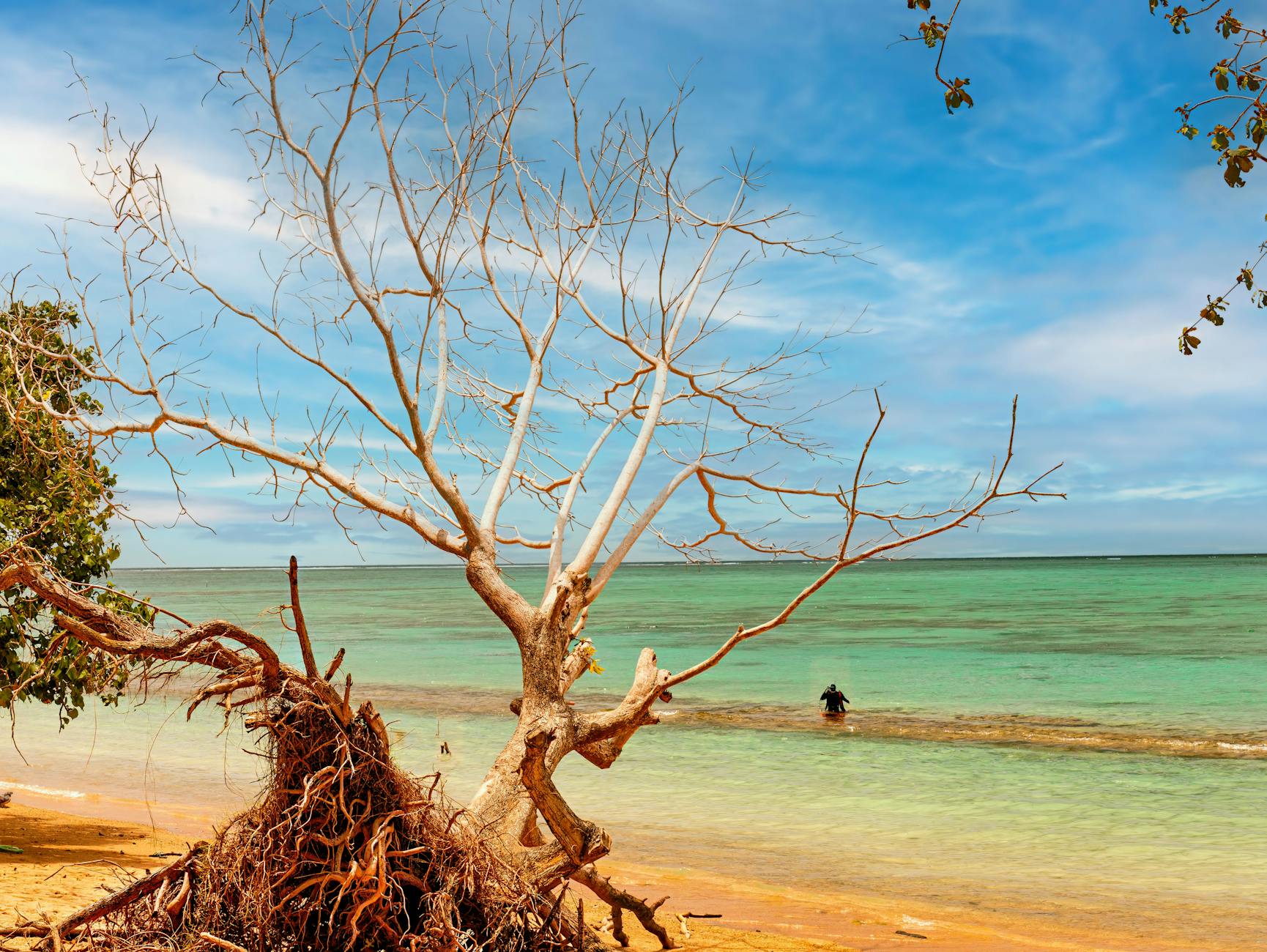Serene beach scene in Samoa with a fallen tree and vibrant blue sea