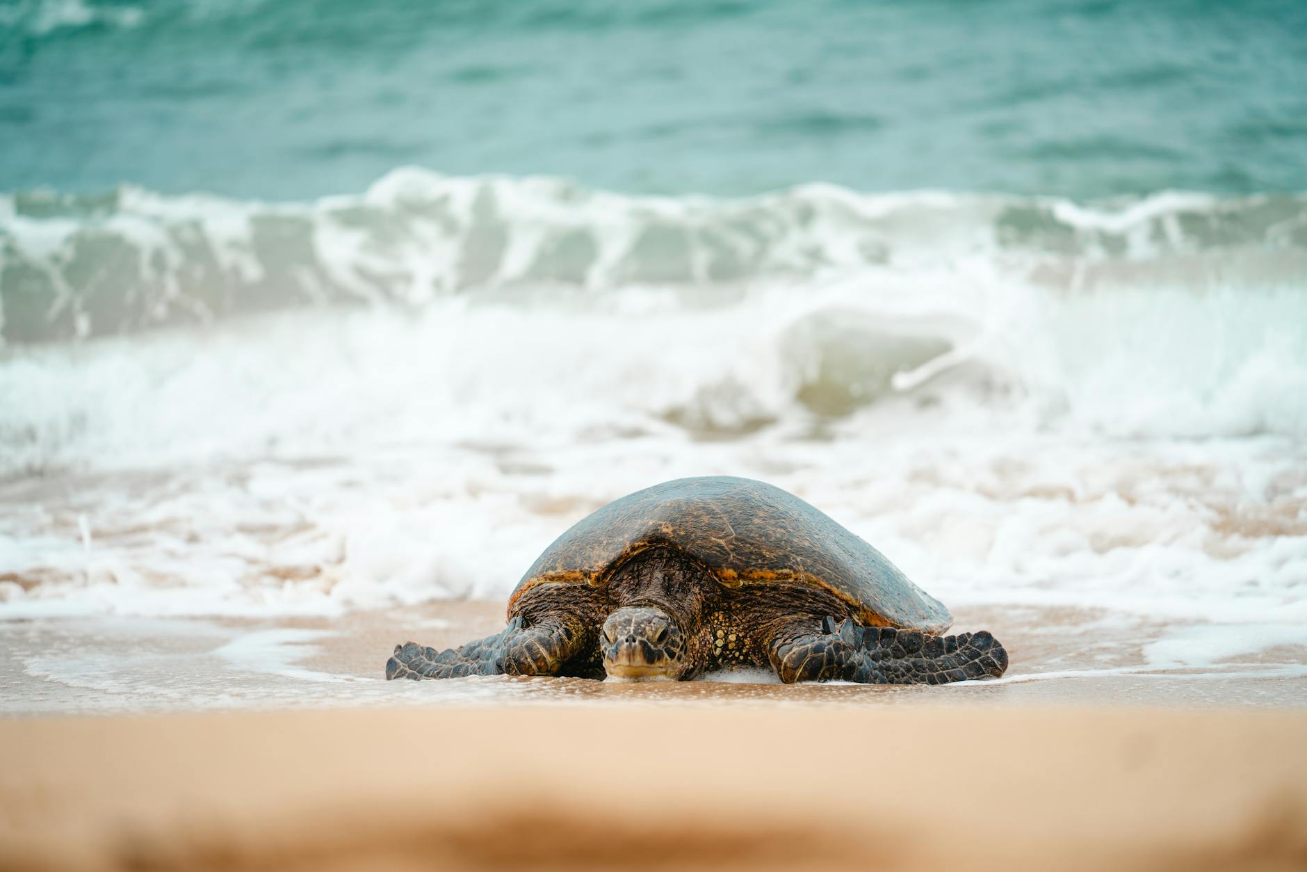The Pacific Coast—surf, wildlife, and jungle beaches in Costa Rica