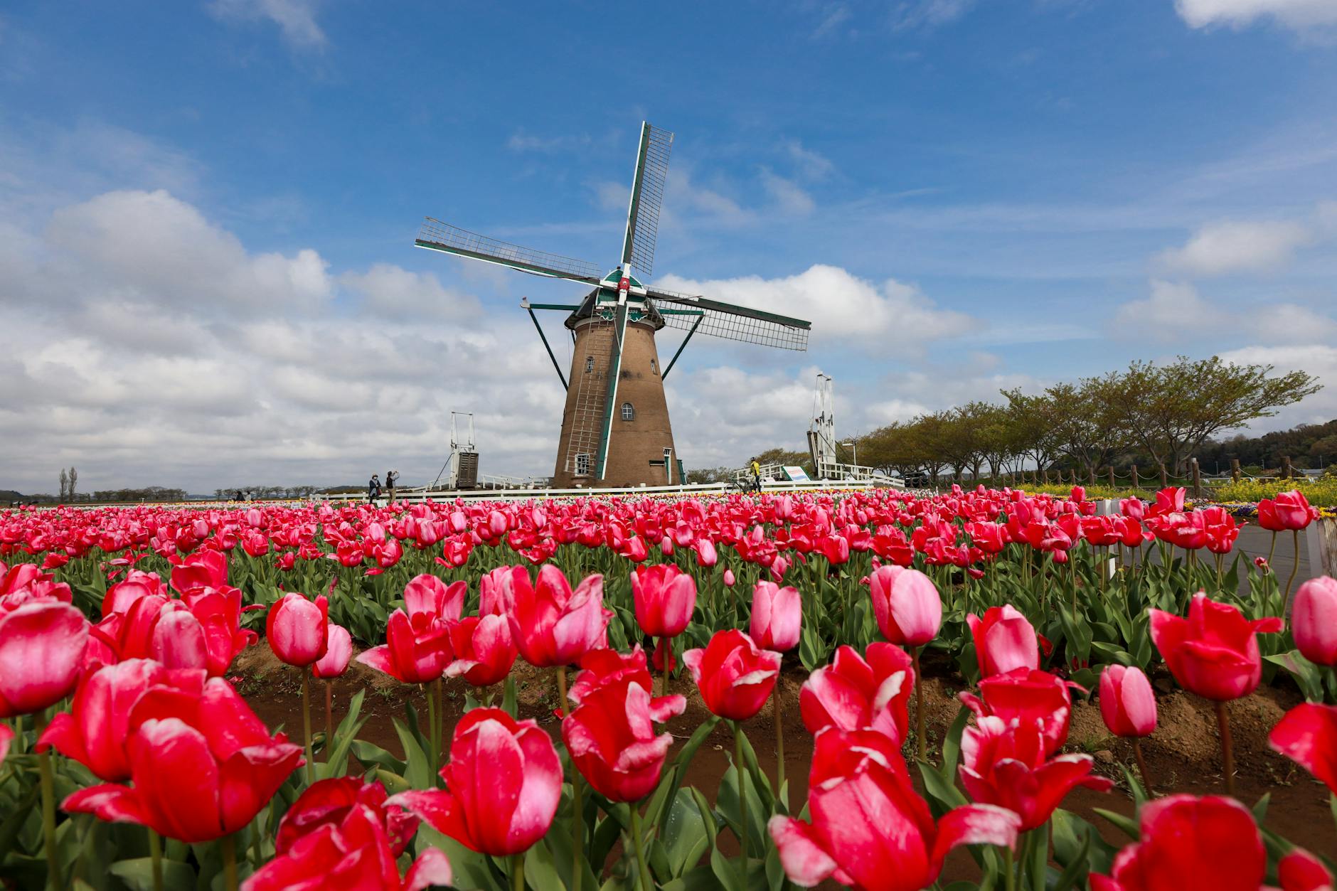 Windmills and tulips—classic Dutch in Netherlands